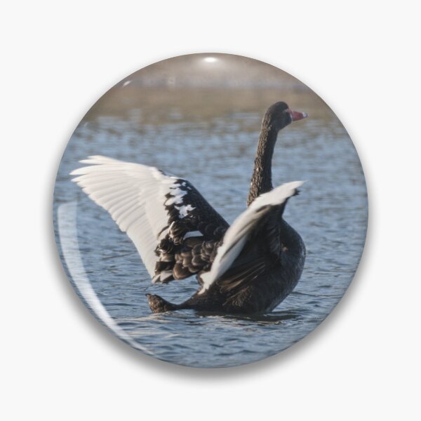 Item preview, Black Swan with White Wings on Display designed and sold by ThylacinePhotos.