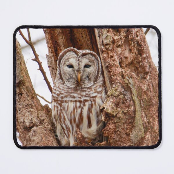 Item preview, Barred Owl in tree designed and sold by FlyingLilly.