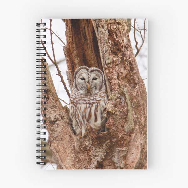Item preview, Barred Owl in tree designed and sold by FlyingLilly.