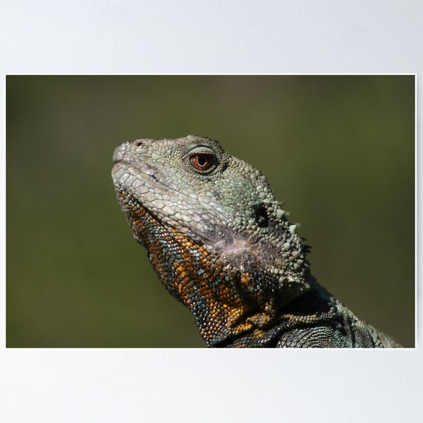 Item preview, water dragon designed and sold by marlosurf.
