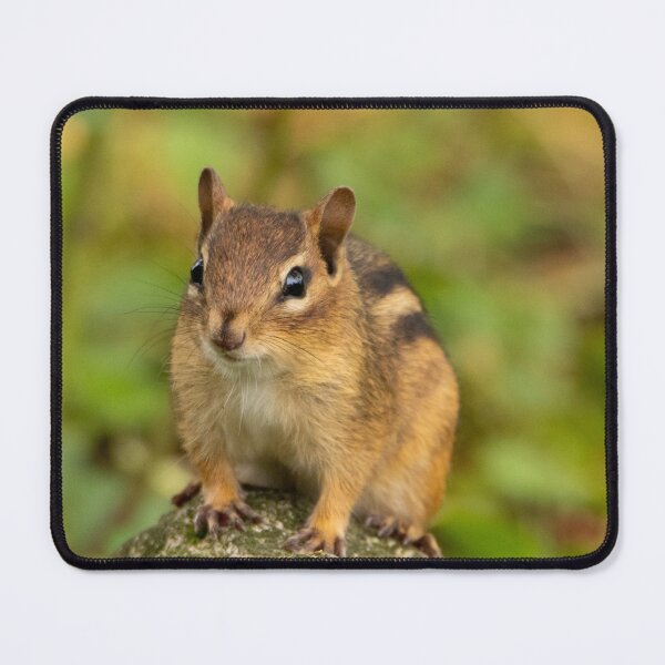 Item preview, Chipmunk designed and sold by FlyingLilly.