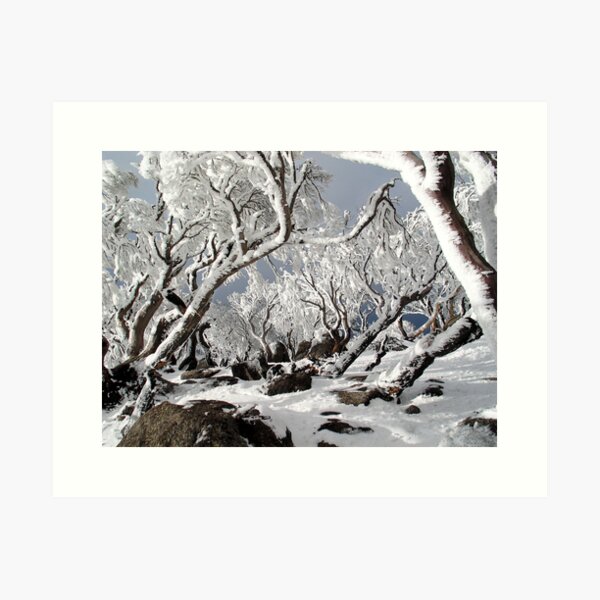 Snowgums 3 Art Print