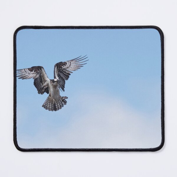 Item preview, Osprey in the blue sky designed and sold by Puttaswamy Ravishankar.