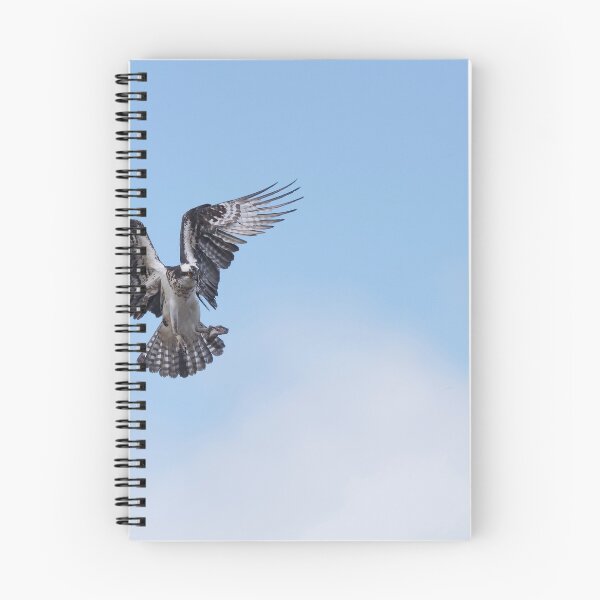 Item preview, Osprey in the blue sky designed and sold by Puttaswamy Ravishankar.
