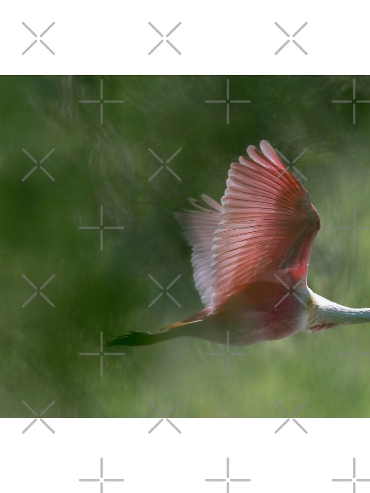 Roseate spoonbill by rshankar8080