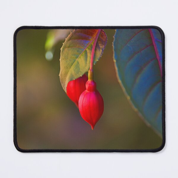 Item preview, Radiant Red Fuchsia Buds  designed and sold by Joy Watson - Natural Light Photography .