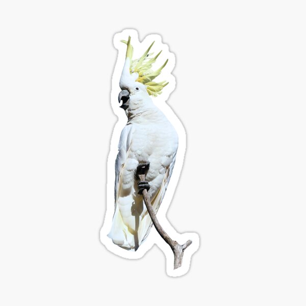 Sulphur-crested Cockatoo Sticker