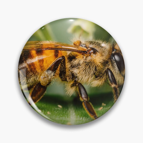 Item preview, A Western Honey Bee on a green leaf in Harlingen TX designed and sold by Raul Cano.
