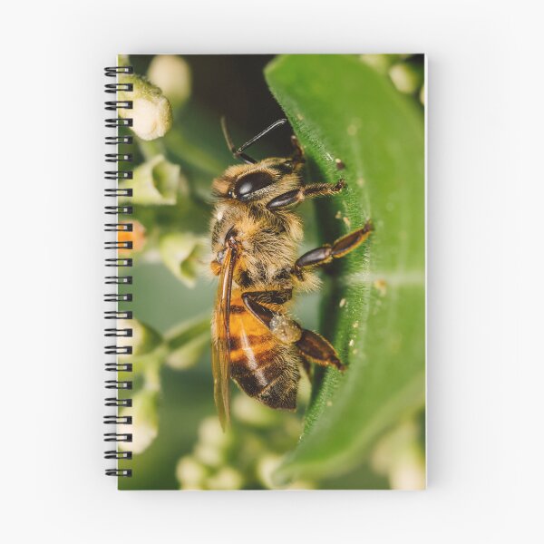 Item preview, A Western Honey Bee on a green leaf in Harlingen TX designed and sold by Raul Cano.