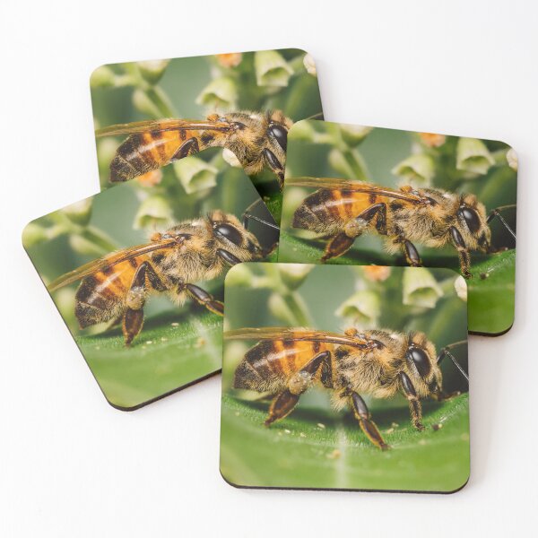 Item preview, A Western Honey Bee on a green leaf in Harlingen TX designed and sold by Raul Cano.