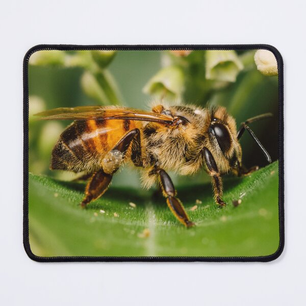 Item preview, A Western Honey Bee on a green leaf in Harlingen TX designed and sold by Raul Cano.