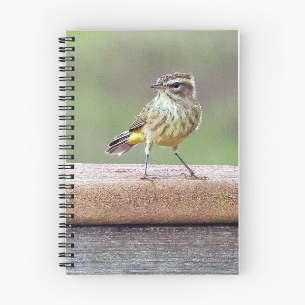 Item preview, Looking Right Palm Warbler  designed and sold by Jeffrey Mask.