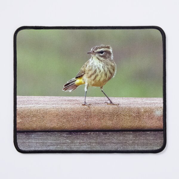 Item preview, Looking Right Palm Warbler  designed and sold by Jeffrey Mask.