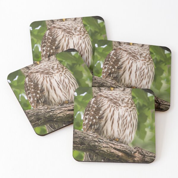 Item preview, Barred Owl designed and sold by Puttaswamy Ravishankar.