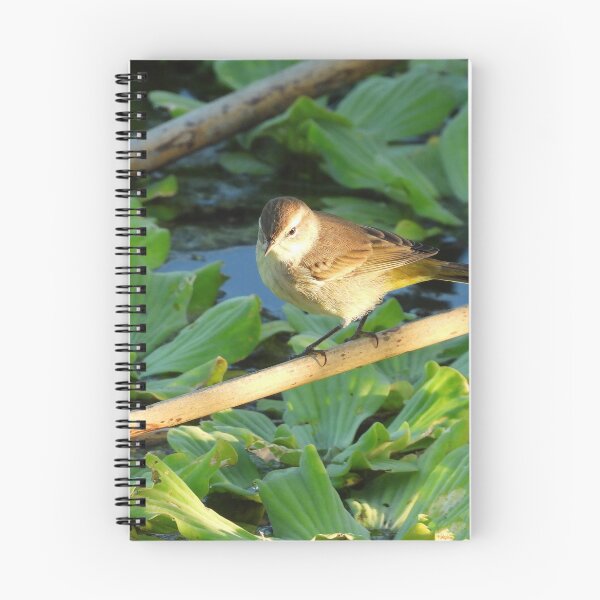 Item preview, Sun Lit Palm Warbler designed and sold by Jeffrey Mask.