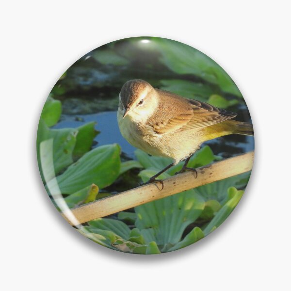 Item preview, Sun Lit Palm Warbler designed and sold by Jeffrey Mask.
