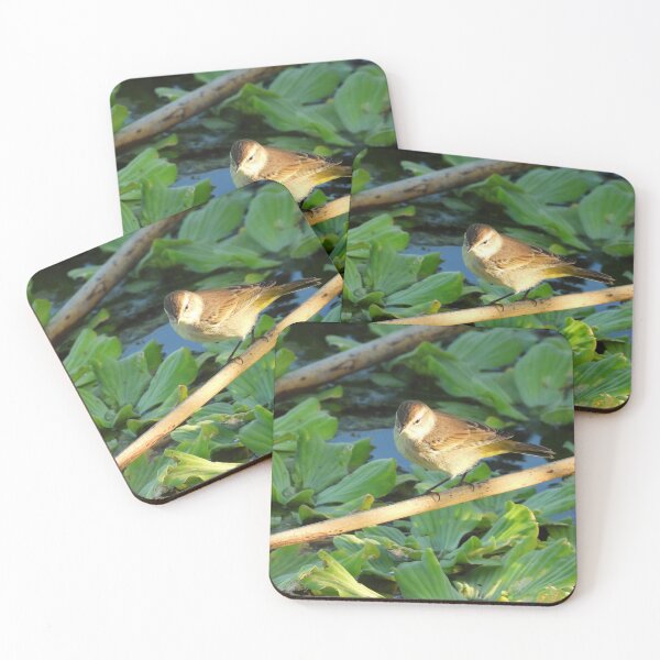 Item preview, Sun Lit Palm Warbler designed and sold by Jeffrey Mask.