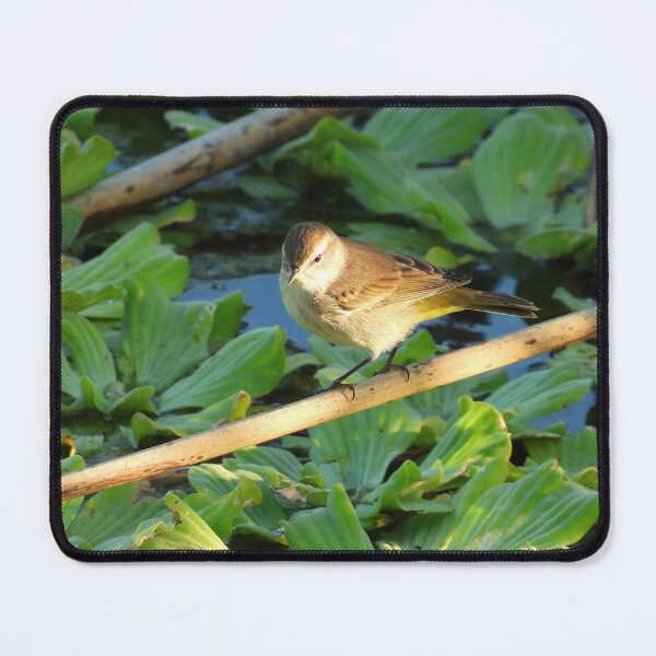 Item preview, Sun Lit Palm Warbler designed and sold by Jeffrey Mask.
