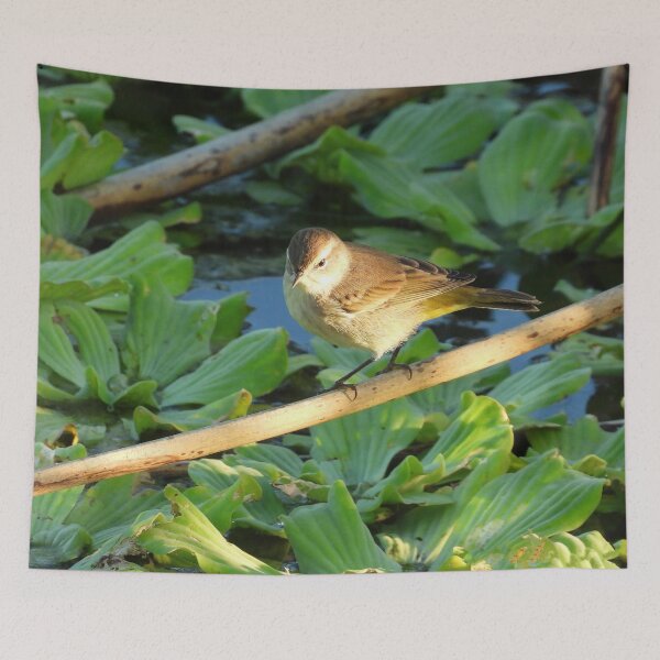 Item preview, Sun Lit Palm Warbler designed and sold by Jeffrey Mask.