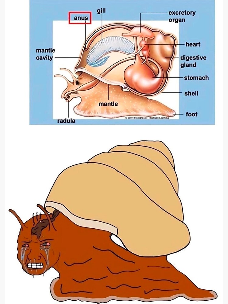 Snail's Soft Kiss Head