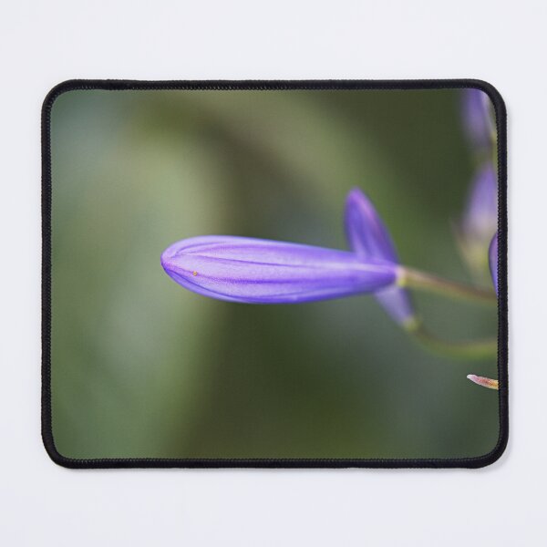 Item preview, Lily Of The Nile Bloom designed and sold by Joy Watson - Natural Light Photography .