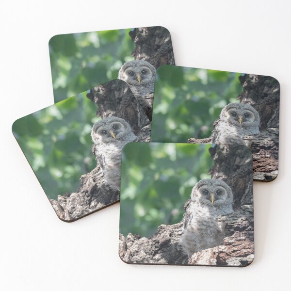 Item preview, Barred owl designed and sold by Puttaswamy Ravishankar.