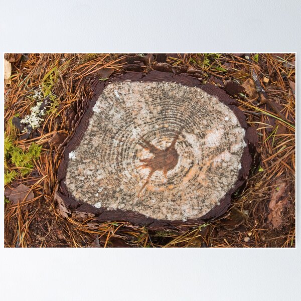 Item preview, Tree Stump designed and sold by kernuak.