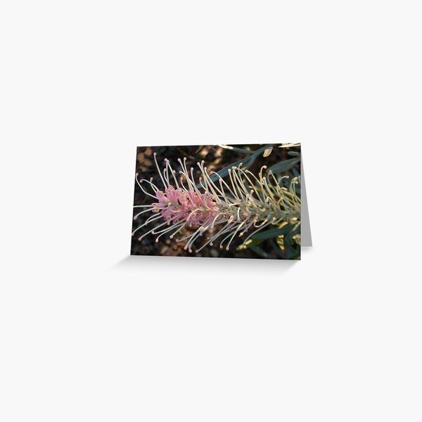 Grevillea in Sydney Greeting Card
