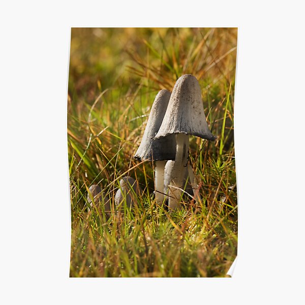 Inkcap Poster