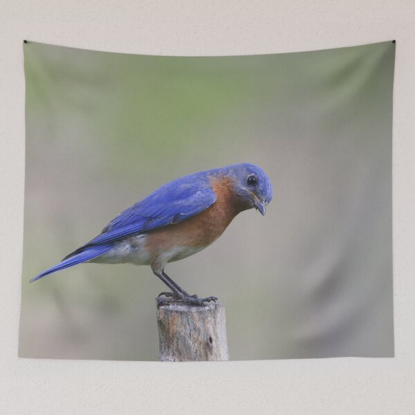 Item preview, Eastern-Bluebird designed and sold by Enola Gay Wagner.