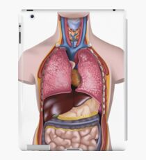 Human Body Model Illustration iPad Case/Skin