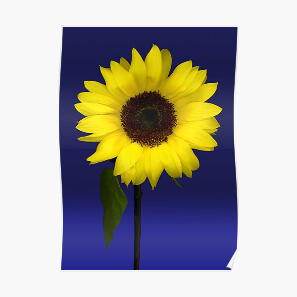 Sunflower on Blue Poster