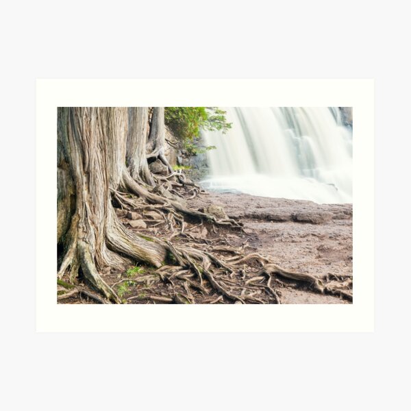 Cedars Framing Gooseberry Falls Art Print