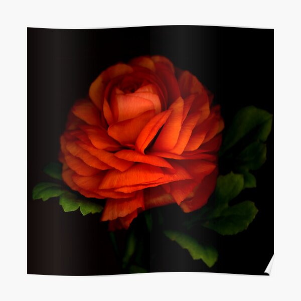 Orange Ranunculus Poster