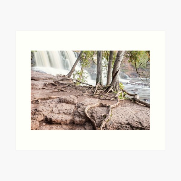 Four Cedars at the Falls Art Print