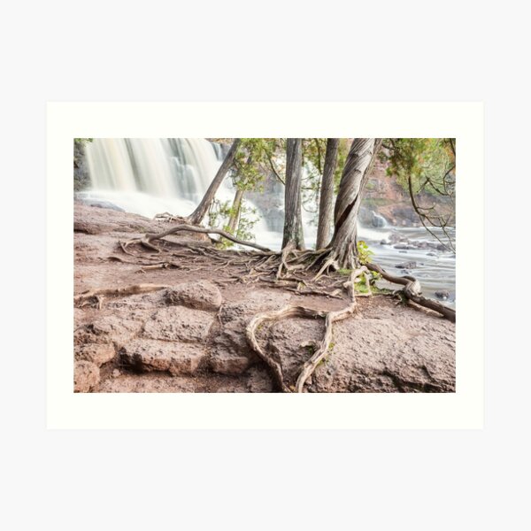 Four Cedars at the Falls Art Print