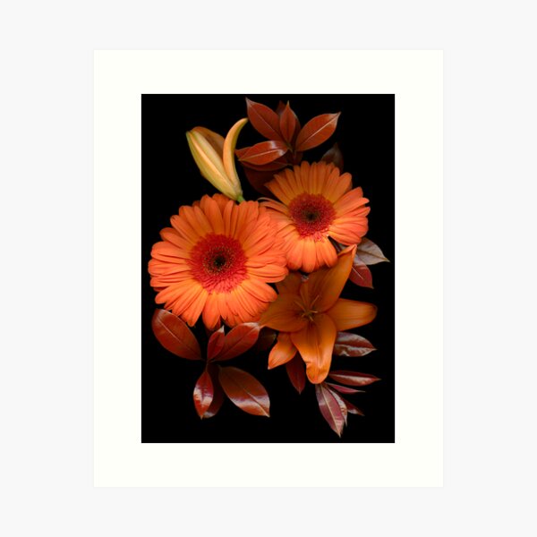 Gerbera Cluster Art Print