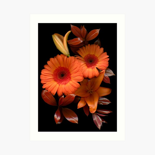 Gerbera Cluster Art Print