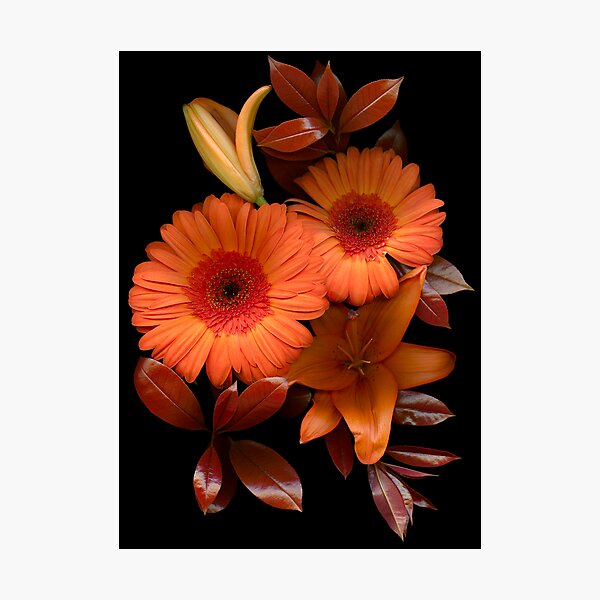 Gerbera Cluster Photographic Print