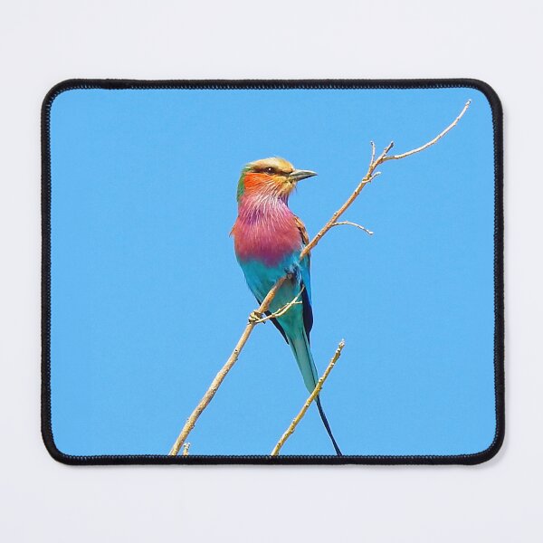 Item preview, Exotic African Bird  designed and sold by AussieAl.