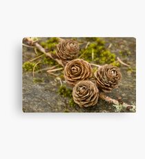 Larch Cones Canvas Print