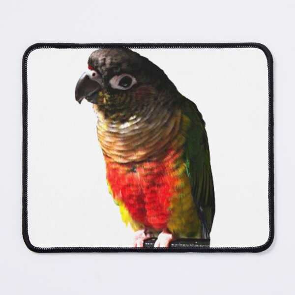 Item preview, Green Cheek Conure design | Conure | Small Parrot | Parakeet | Parrot lover designed and sold by TatianaLG.