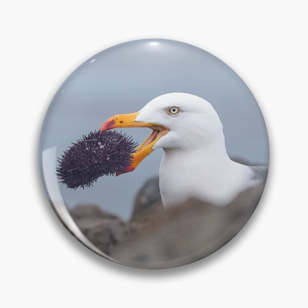 Item preview, Pacific Gull: I caught my own lunch designed and sold by ThylacinePhotos.