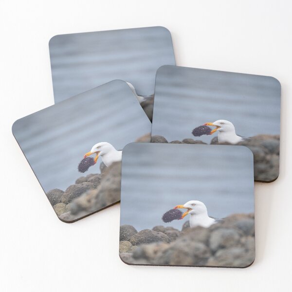 Item preview, Pacific Gull: I caught my own lunch designed and sold by ThylacinePhotos.