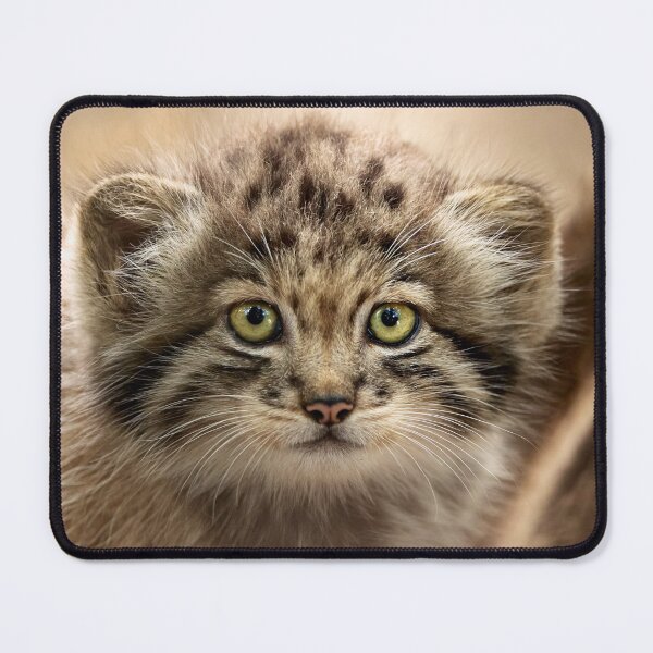 Item preview, A kitten of a Pallas's cat designed and sold by Manulization.