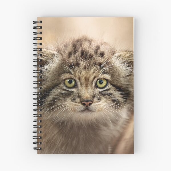 Item preview, A kitten of a Pallas's cat designed and sold by Manulization.