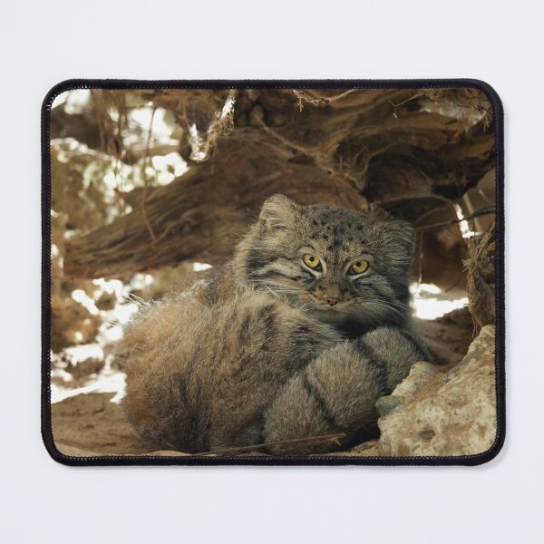 Item preview, Fellini the Pallas's cat from Italy designed and sold by Manulization.