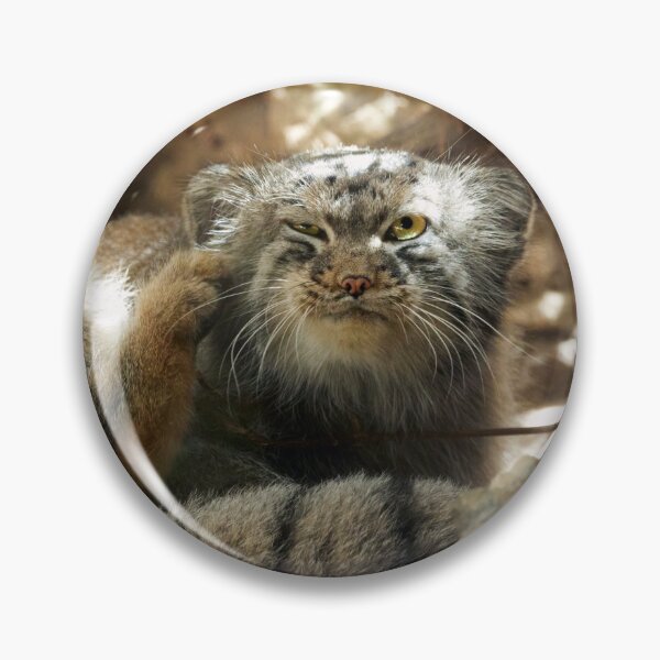 Item preview, Fellini the Pallas's cat from Italy designed and sold by Manulization.