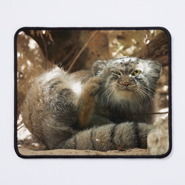 Item preview, Fellini the Pallas's cat from Italy designed and sold by Manulization.