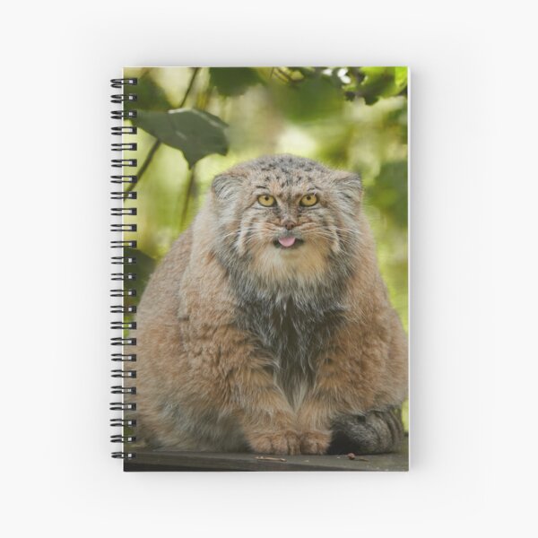 Pallas's Cat  Felidae Conservation Fund